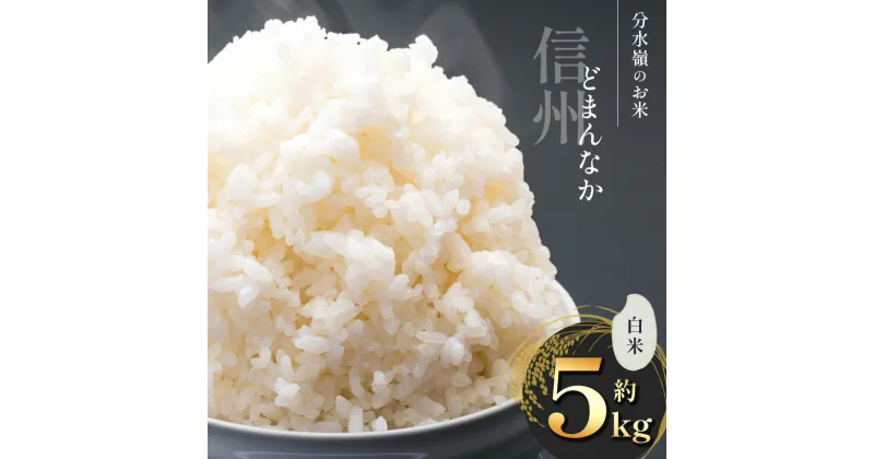 【ふるさと納税】 2024年度 白米 約5kg | 新米 精米 白米 減農薬米 環境にやさしい農産物 長野県 塩尻市