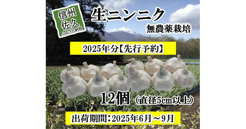 【ふるさと納税】【先行予約】生ニンニク 12個 (直径5cm以上) にんにく 無農薬栽培 ホワイト 六片種 最高級 薬味〈出荷時期:2025年6月1日出荷開始～9月30日出荷終了〉【 大蒜 安心安全 長野県 佐久市 】