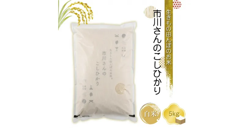 【ふるさと納税】生きもの田んぼのお米　市川さんのこしひかり 令和6年産【白米5kg】農薬・化学肥料・除草剤不使用　精米　コメ　信州【 米 コメ 備蓄品 仕送り おすそ分け 備蓄米 長野県 佐久市 】