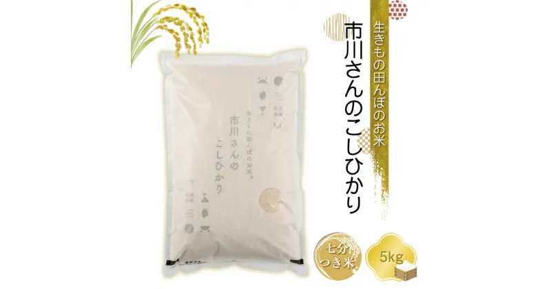 【ふるさと納税】生きもの田んぼのお米　市川さんのこしひかり 令和6年産【7分つき米5kg】農薬・化学肥料・除草剤不使用　コメ　信州【 米 コメ 備蓄品 仕送り おすそ分け 備蓄米 長野県 佐久市 】