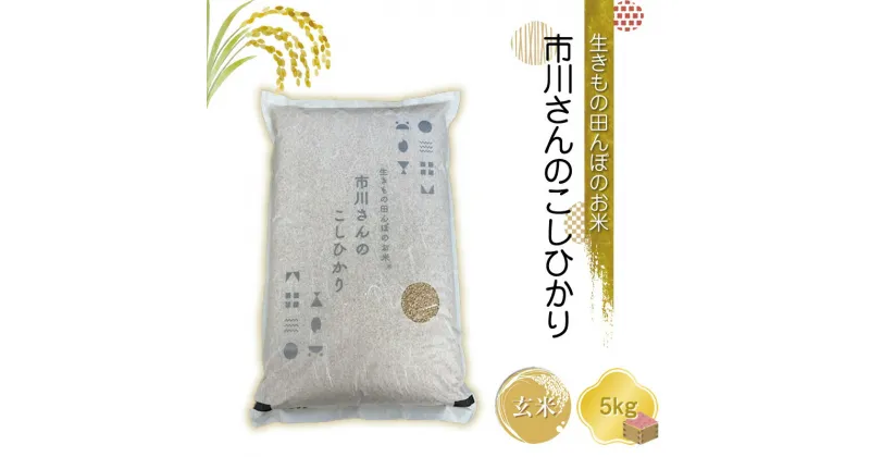 【ふるさと納税】生きもの田んぼのお米　市川さんのこしひかり 令和6年産【玄米5kg】農薬・化学肥料・除草剤不使用　コメ　信州【 米 コメ 備蓄品 仕送り おすそ分け 備蓄米 長野県 佐久市 】