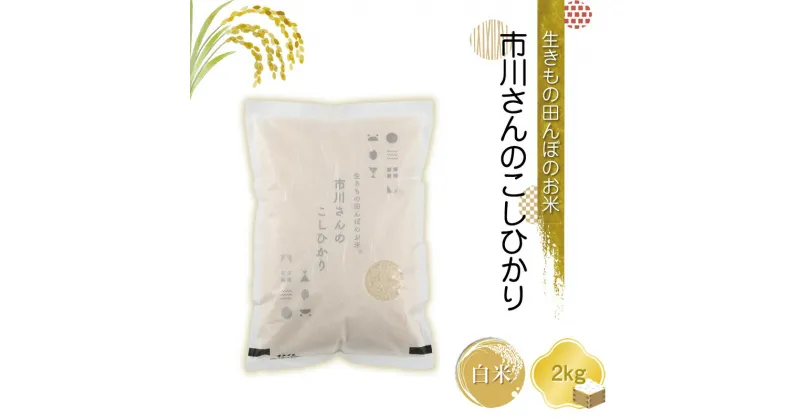 【ふるさと納税】生きもの田んぼのお米　市川さんのこしひかり 令和6年産【白米2kg】農薬・化学肥料・除草剤不使用　精米　コメ　信州【 米 コメ 白米 精米 2キロ 無農薬 コシヒカリ 備蓄品 仕送り おすそ分け 備蓄米 長野県 佐久市 】