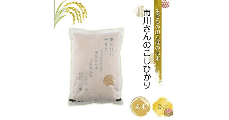 【ふるさと納税】生きもの田んぼのお米　市川さんのこしひかり 令和6年産【玄米2kg】農薬・化学肥料・除草剤不使用　コメ　信州【 米 コメ 備蓄品 仕送り おすそ分け 備蓄米 長野県 佐久市 】