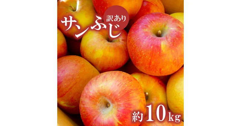 【ふるさと納税】 千曲市産 サンふじ りんご 訳あり 約10kg｜ 果物 フルーツ りんご リンゴ 林檎 サンふじ サンフジ さんふじ 訳あり わけあり 10kg 特産品 千曲市 長野県 信州