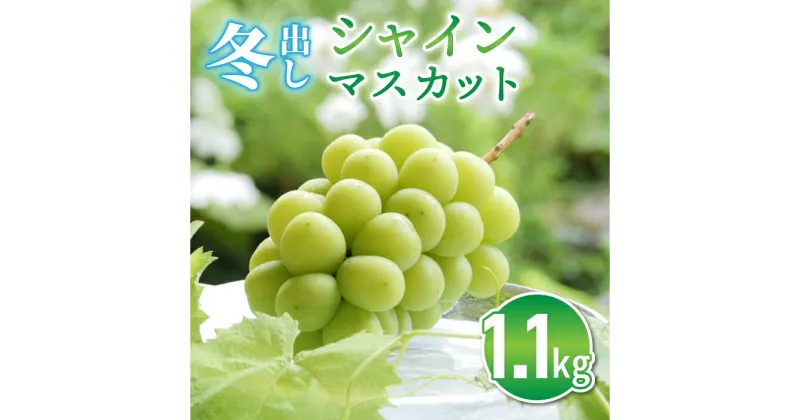 【ふるさと納税】（先行予約）東御市産 冬出し シャインマスカット 約1.1kg (2房) ぶどう 葡萄 マスカット 家庭用 お取り寄せ ギフト フルーツ 果物 甘い 美味しい 国産 信州 長野県東御市 ※2024年11月下旬～12月中旬頃に順次発送予定