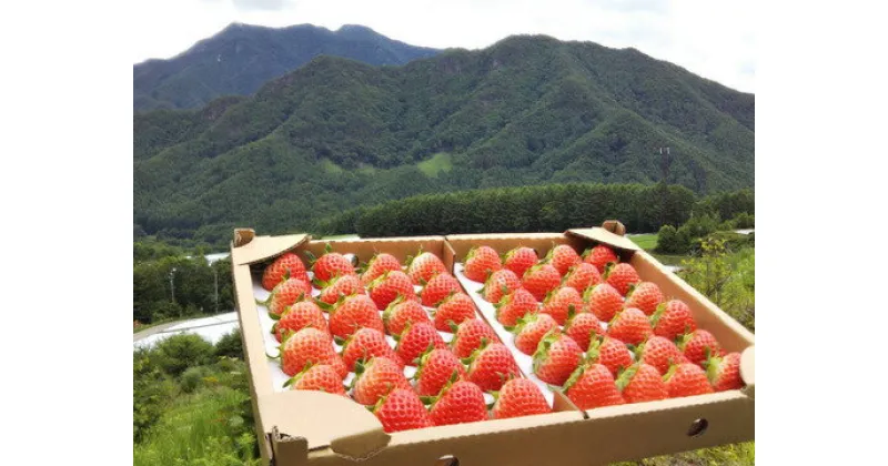 【ふるさと納税】希少な夏秋いちご『サマープリンセス』大空夏いちご農園「サマープリンセス（2パック）」